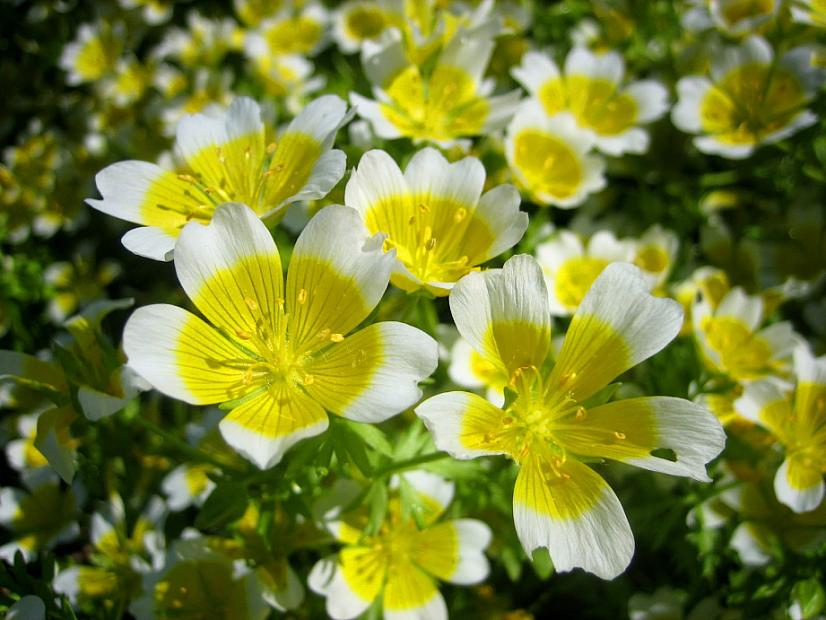 LIMNANTHES douglasii 'Fried Eggs', Poached Egg, Fried Egg or Meadow Foam