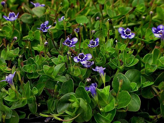 LINDERNIA grandiflora, Blue Moneywort, False Pimpernel