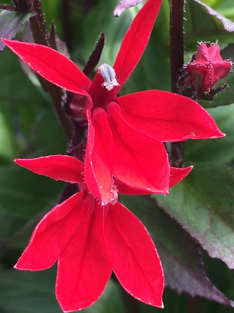 LOBELIA hybrid 'Scarlet Princess', Cardinal Flower