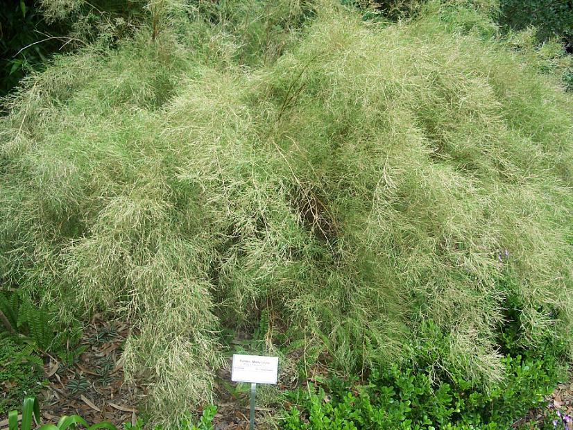 MUHLENBERGIA dumosa, Bamboo Muhly Grass