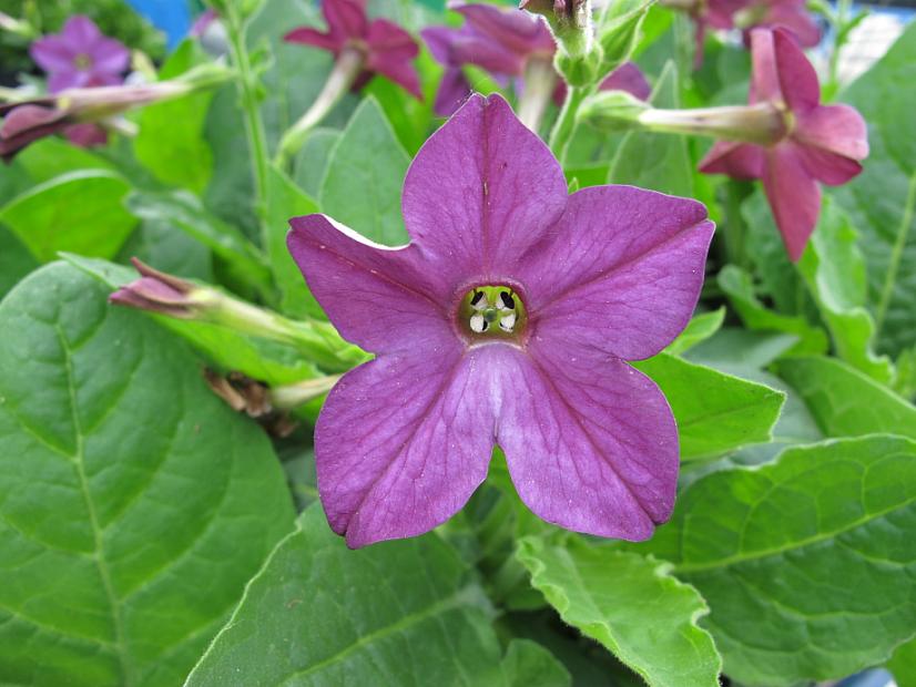NICOTIANA F1 hybrid 'Domino Purple', Jasmine or Flowering Tobacco