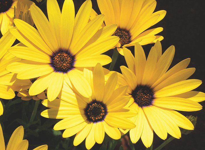 OSTEOSPERMUM x hybrida Blazing Daisy 'Moonshine Yellow', Cape Daisy
