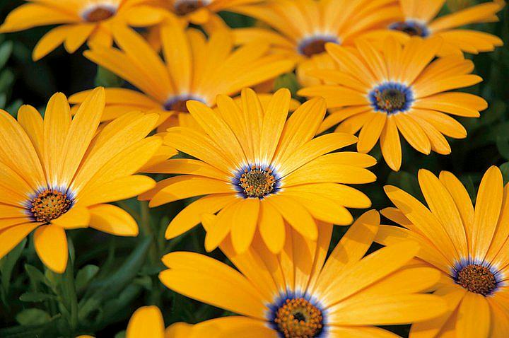 OSTEOSPERMUM x hybrida Blazing Daisy 'Sunset Orange', Cape Daisy