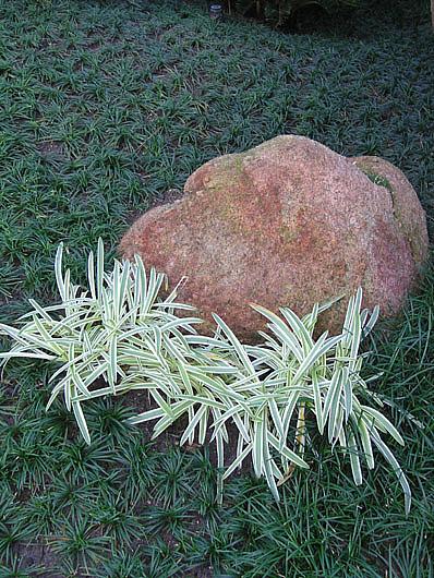 OPHIOPOGON japonicus 'Silvermist', Variegated Mondo Grass