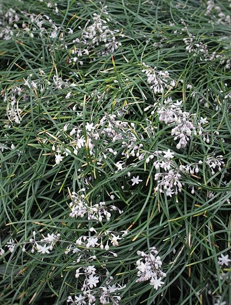 OPHIOPOGON chingii (syn. umbraticola), Chinese Mondo Grass
