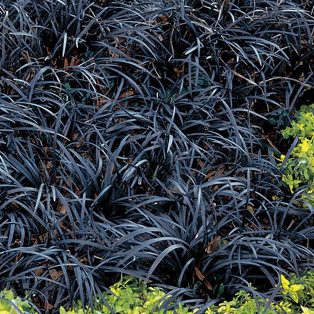 OPHIOPOGON planiscapus 'Nigrescens', Black Mondo Grass, Black Lilyturf