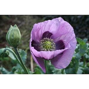 PAPAVER 'Hungarian Blue', Poppy - A MUST HAVE!!