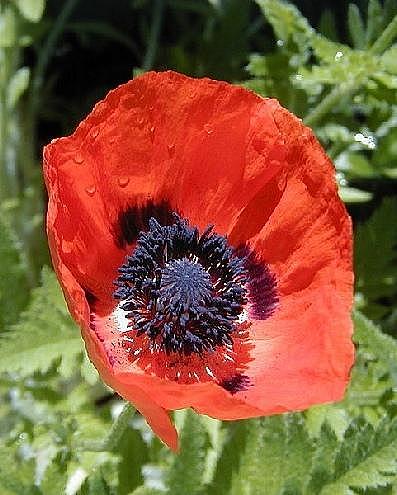 PAPAVER species 'Red with Black Spots', Poppy