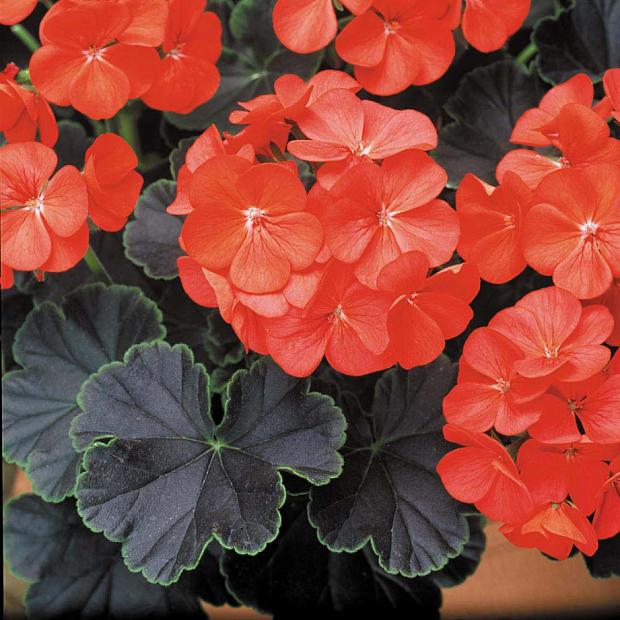 PELARGONIUM x hortorum 'Black Velvet Red', Type: Fancy Leaf Zonal Geranium