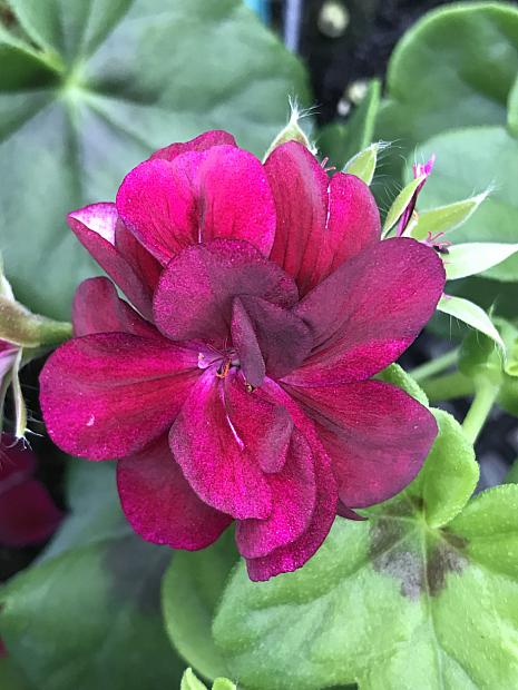 PELARGONIUM peltatum 'Contessa Purple' ('Black Magic'), Ivy Geranium