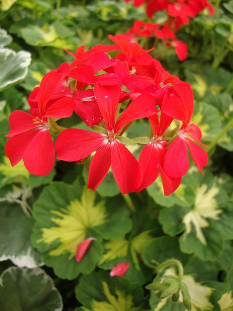 PELARGONIUM x hortorum 'Red Happy Thought', Type: Fancy Leaf Zonal Geranium