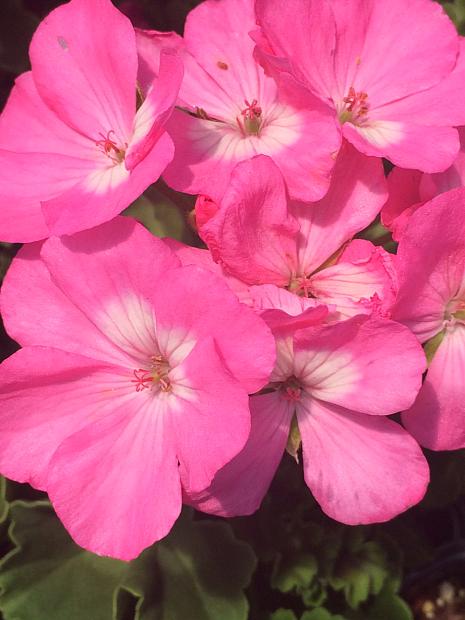 PELARGONIUM x hortorum 'Rocky Mountain Pink', Zonal Geranium