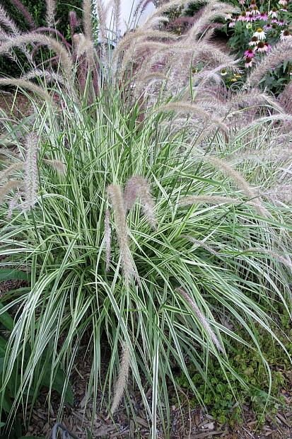 PENNISETUM setaceum 'Sky Rocket', Variegated Fountain Grass (Ornamental grass)