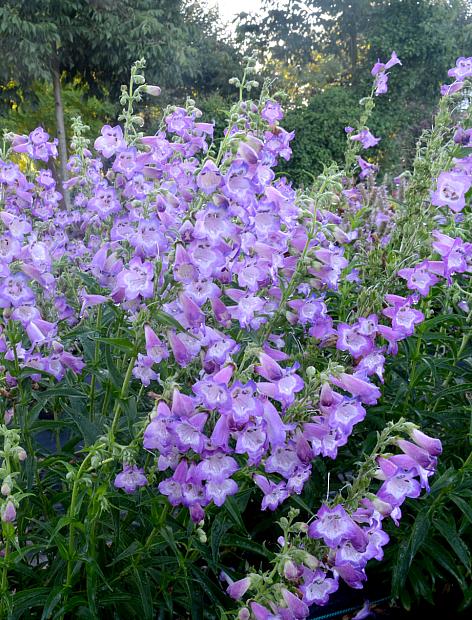 PENSTEMON 'Cha Cha Lavender', Border or Garden Penstemon, Beard Tongue