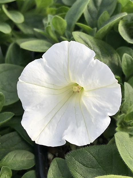 PETUNIA Supertunia 'Mini Vista White', Supertunia Petunia