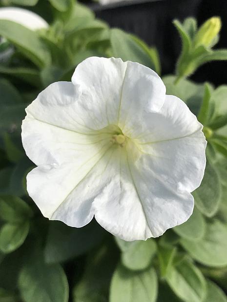 PETUNIA Supertunia 'White Charm', Supertunia Petunia