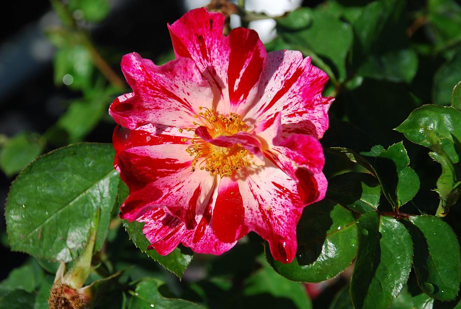 ROSA 'Fourth of July', Large Flowered Climber