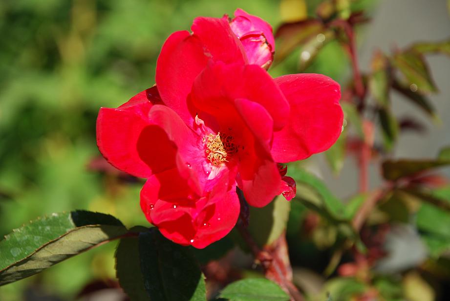 ROSA 'The Knock Out', Shrub: A 2000 AARS