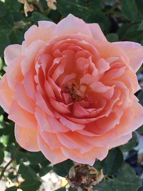 ROSA 'Carding Mill' (=Auswest) (own root), David Austin English Rose