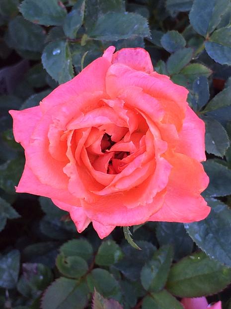 ROSA 'Miniature Sunblaze Amber', Miniature Rose