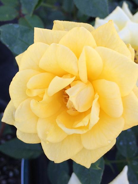 ROSA Pacific Serenade (=SAVanade), Miniature Rose