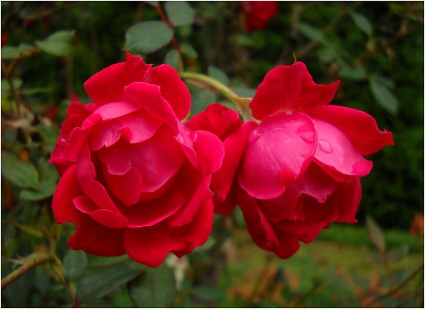 ROSA 'The Double Knock Out', Shrub