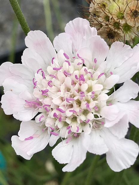 SCABIOSA incisa 'Kudo White', Pincushion Flower