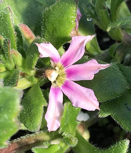 SCAEVOLA aemula 'Topaz Pink', Fan Flower
