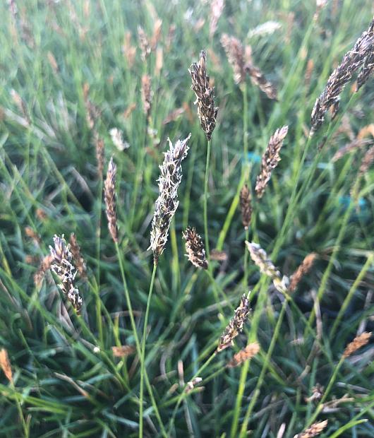 SESLERIA 'Greenlee', Greenlee Moor Grass