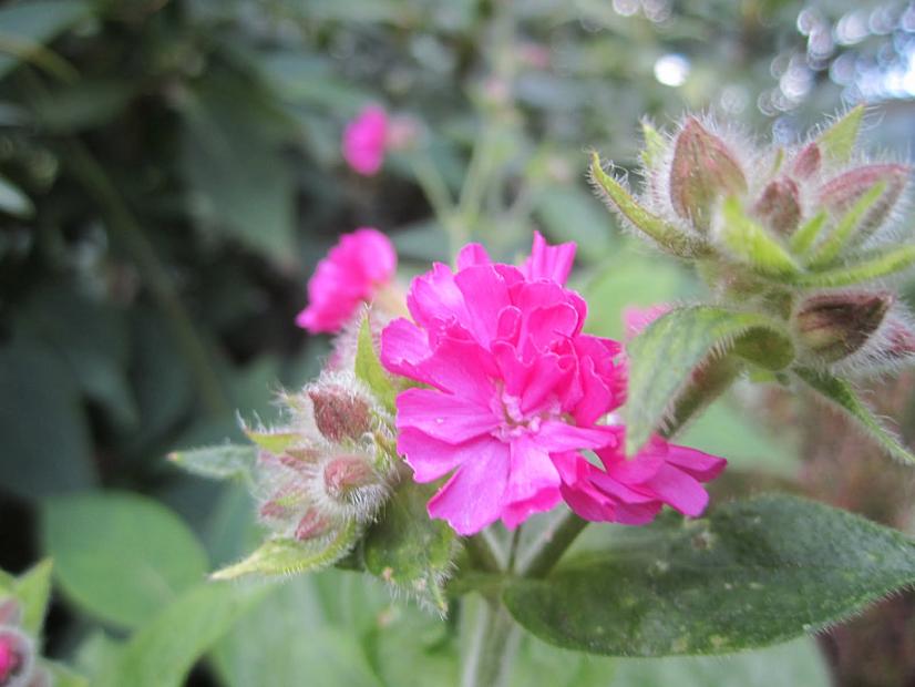 SILENE dioica 'Firefly', Red Campion