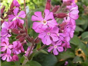 SILENE 'Rolly's Favorite', Pink Campion, Catchfly