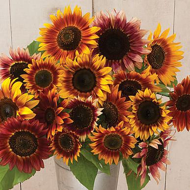 SUNFLOWER 'Autumn Beauty', Organic Heirloom Sunflower