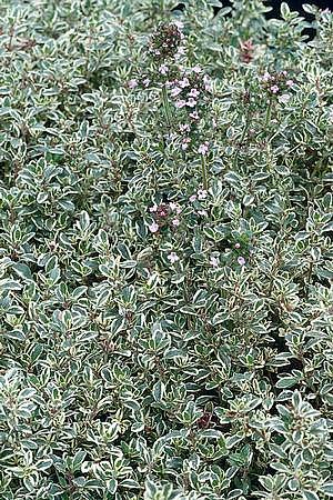 THYMUS x citriodorus 'Silver Edge', Silver Variegated Lemon Scented Thyme