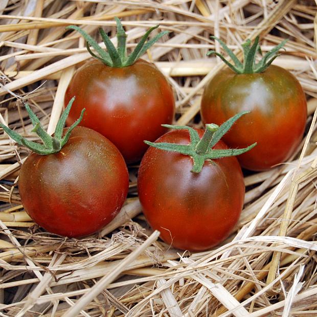 TOMATO 'Nyagous', Organic Tomato