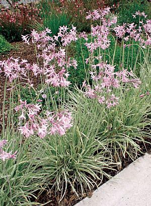 TULBAGHIA violacea 'Silver Lace', Variegated Society Garlic