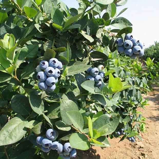 VACCINIUM corymbosum 'Jewel' (Blueberry), Blueberry
