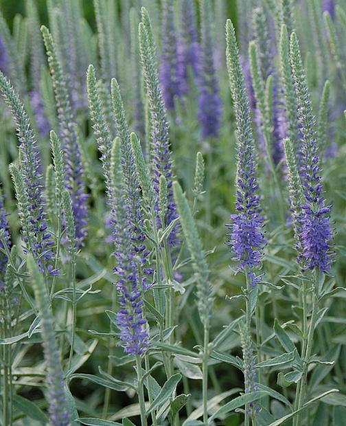 VERONICA incana 'Pure Silver', Spiked Speedwell, Silver or Woolly Speedwell