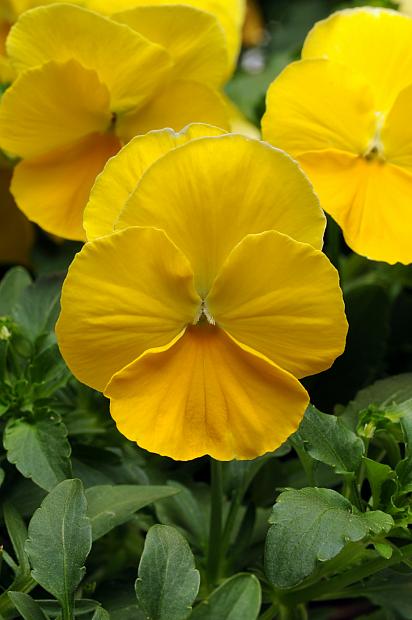 VIOLA x wittrockiana 'Cool Wave Yellow', Cool Wave Pansy