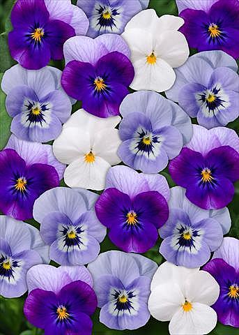 VIOLA cornuta 'Sorbet XP Blueberry Frost', Horned Violet