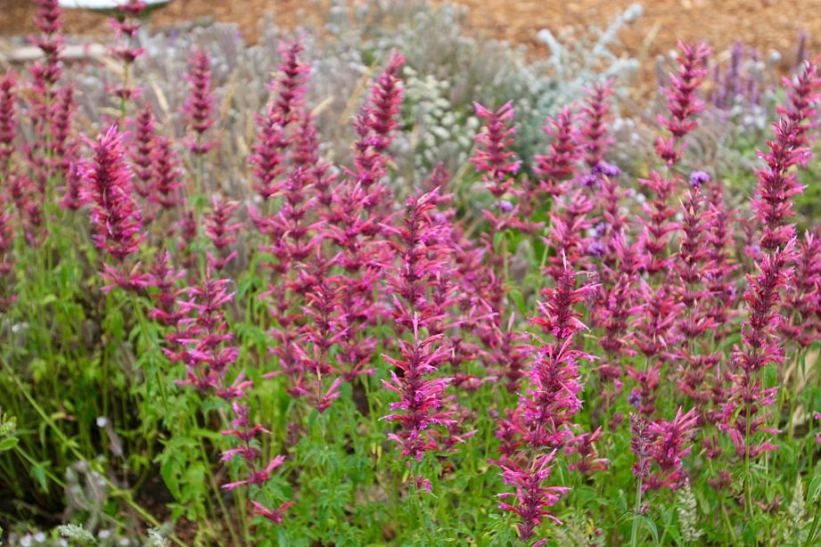AGASTACHE 'Rosy Giant', Hyssop