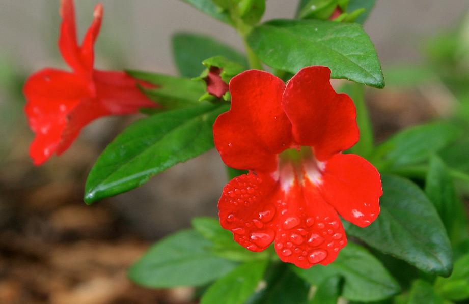 MIMULUS aurantiacus 'Curious Red', Sticky Monkey Flower